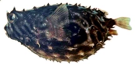 Chilomycterus spinosus_05.jpg